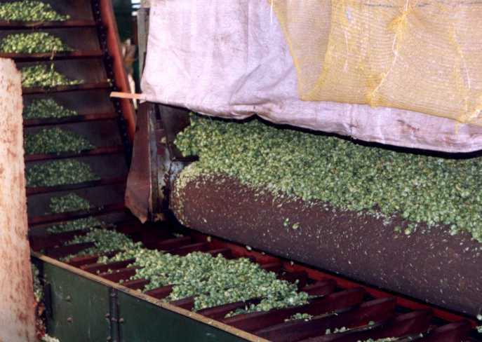 Ke klimatizov�n� chmele se u��v� klimatiza�n� komora za su��rnou